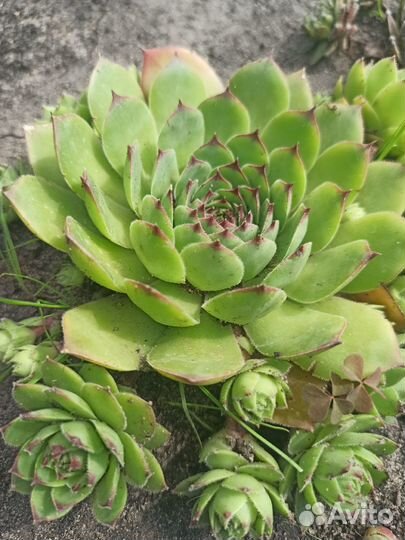 Молодило или каменная роза (улица, дом)