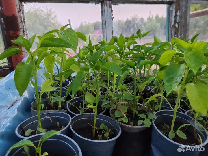 Рассада помидор/огурцы