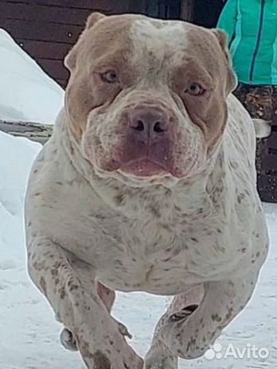 Американский булли покет