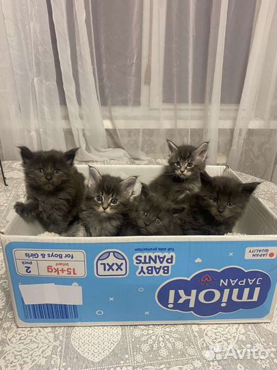 Мейн-кун вязка