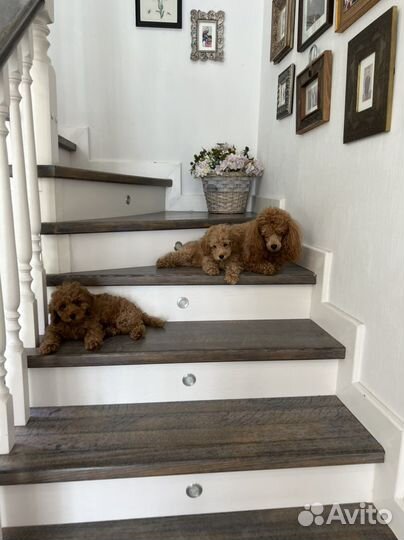 Той-пудель РКФ (щенки)