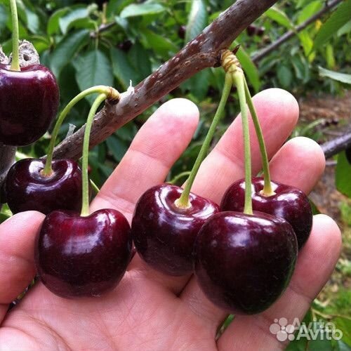 Саженцы очень крупной черешни Стаккато