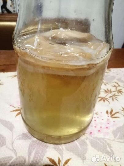 Комбуча чайный гриб банка