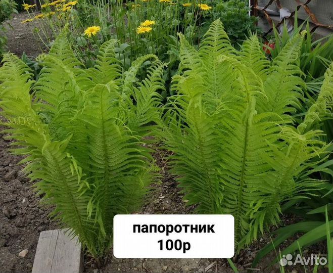 Многолетники для сада цветы