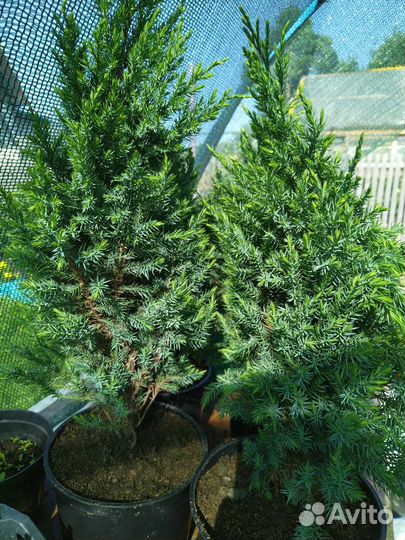 Можжевельник китайский Striсta