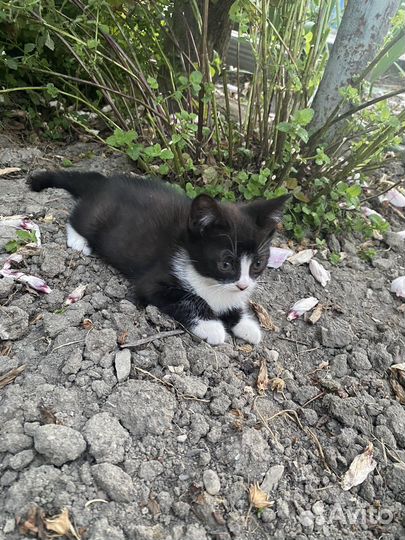 Котята в добрые руки даром