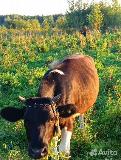 Тёлки и быки