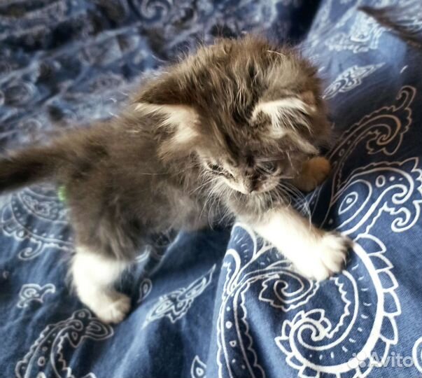 Пушистая Кроха ищет добрых хозяев