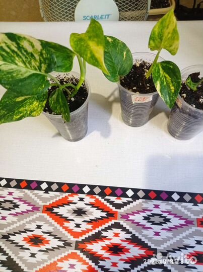 Эпипремнум ауреум, голден квин, Монстра Манки