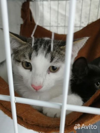 Котенок мальчик