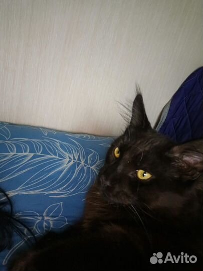 Подарю котика, чуть меньше года. Породистый