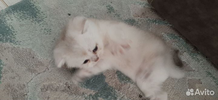 Шотландские котята шиншилла