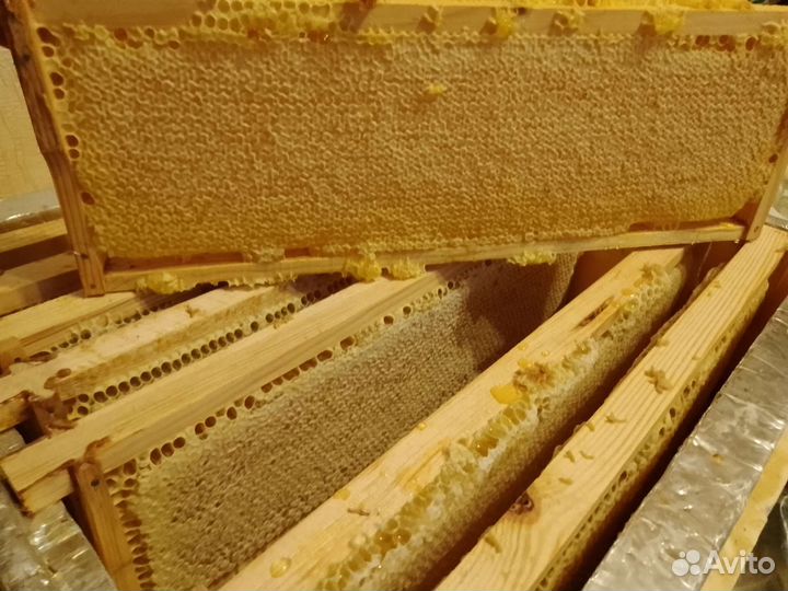 Рамка меда в сотах август 2023