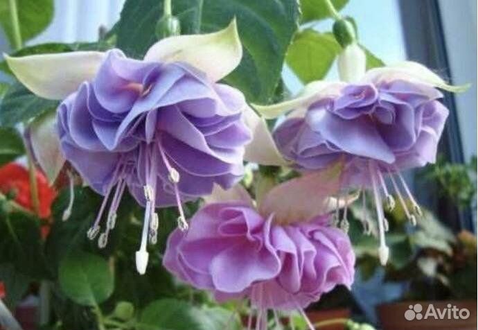 Сортовые фуксии, около 30 сортов