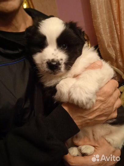 Продам щенка якутской лайки