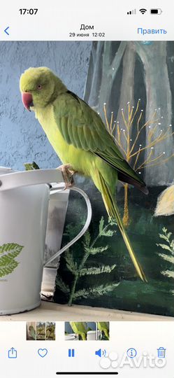 Ожереловый попугай молодой, выкормыш