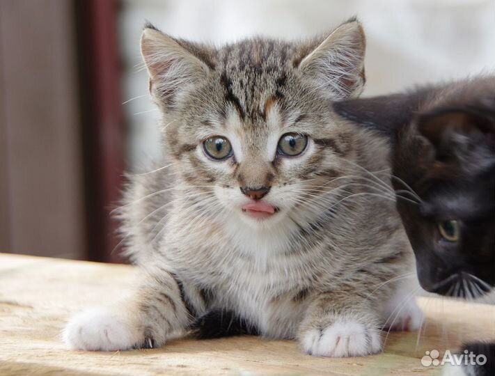 Полосатый заяц