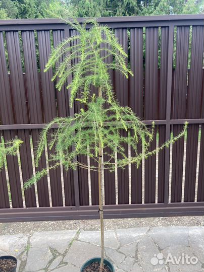Лиственница европейская 160-180 см