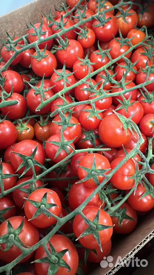 Чери помидор ветка помидор опт