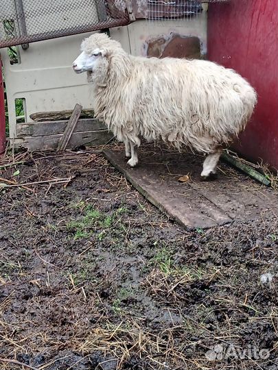 Овцы бараны