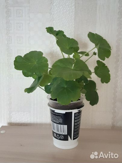 Герань розебудная красная