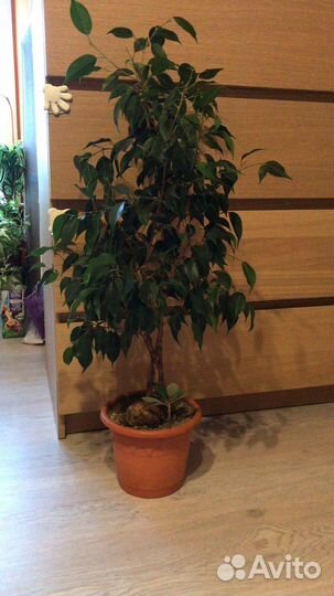 Фикус бенджамина плетеный