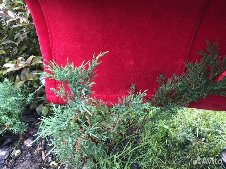 Можжевельник казацкий