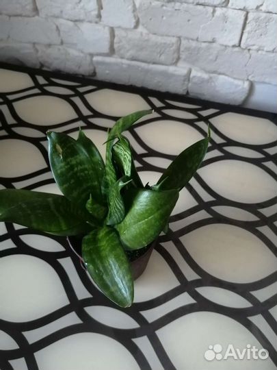 Сансевиерия