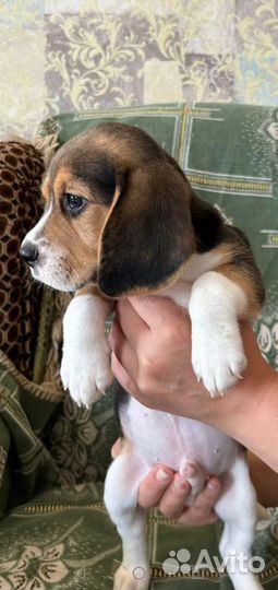 Щенки бигль