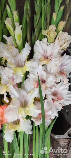 Цветы гладиолусы букет, хризантемы