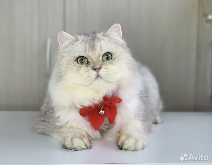 Серебристая шиншила мальчик