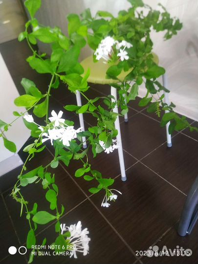 Свинчатка(плюмбаго) белая