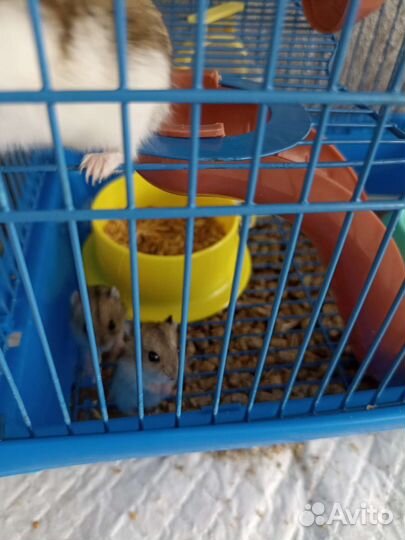 Хомяки джунгарики