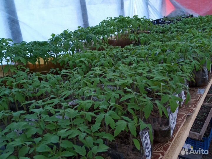 Рассада помидор