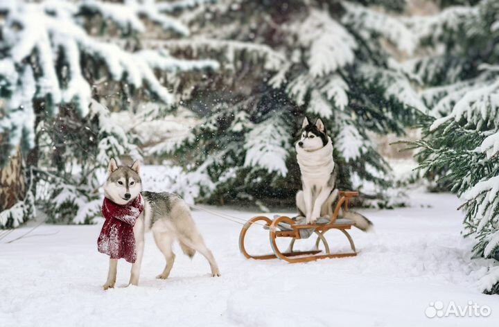 Собаки Хаски для фотосессий