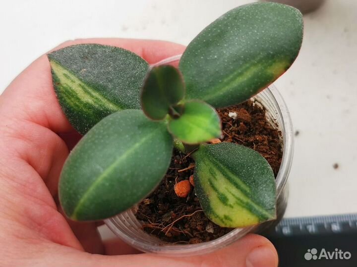 Crassula Solana