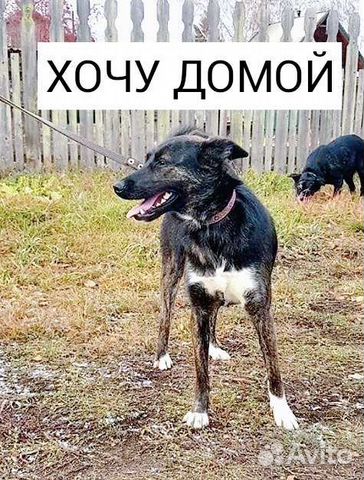 Собака очень вас ждёт