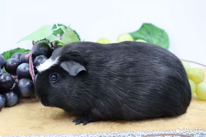 Морские свинки девочки разных пород и окрасов