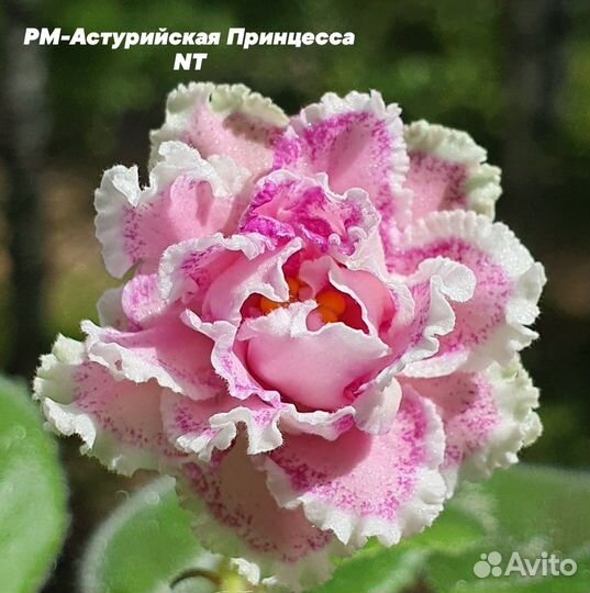 Сортовые фиалки