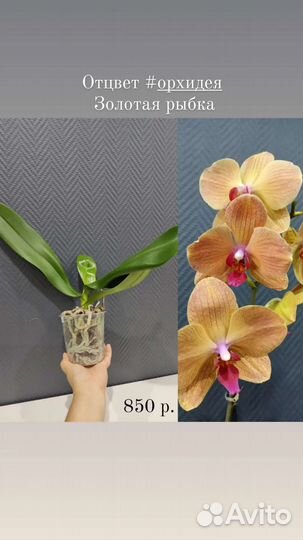 Орхидеи отцветы