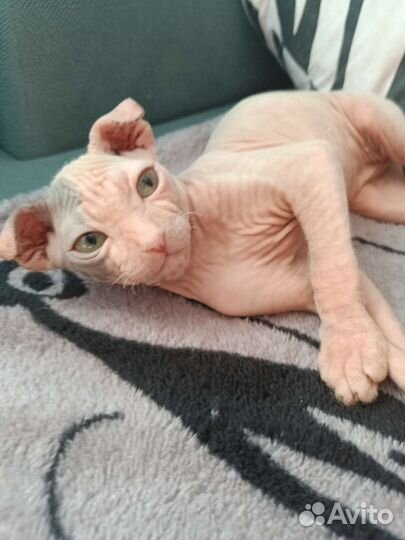 Сфинкс котенок, Левкой