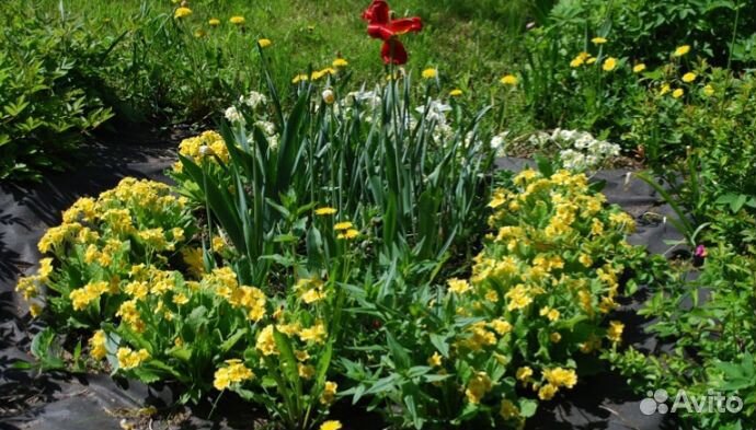 Примула жёлтая, сиреневая, малиновая,белая