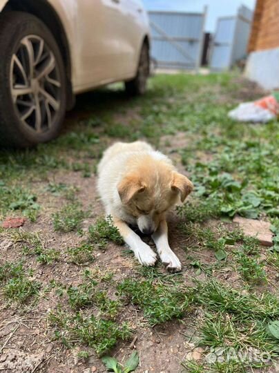 Лайка мальчик