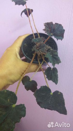 Бегонии и Пеперомии