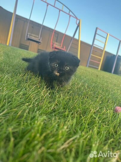 Котята в добрые руки 2 месяца