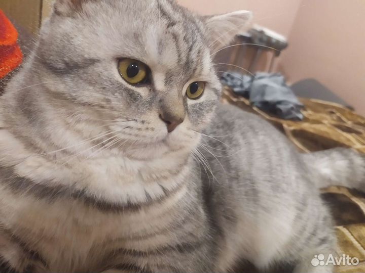 Коты для вязки