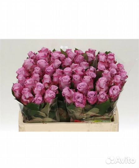 101 роза 8.00 20.00