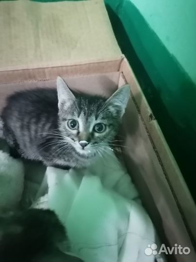 Котята в добрые руки бесплатно