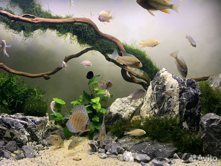 Акарихтис Хеккеля