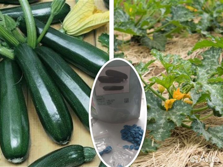 Профсемена кабачков и цуккини Голландия и Япония